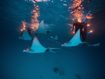 how to safely snorkel with eagle rays at night off lanzarote: entry points, torch setups and buddy signals
